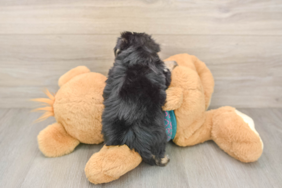 Morkie Puppy for Adoption