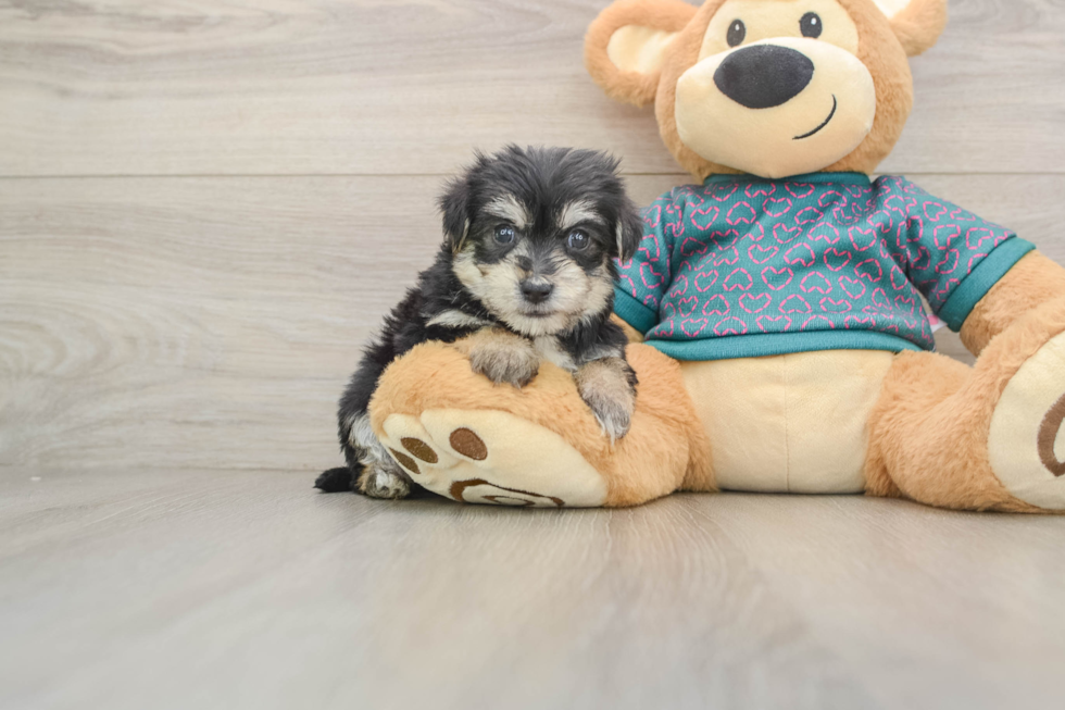 Morkie Pup Being Cute