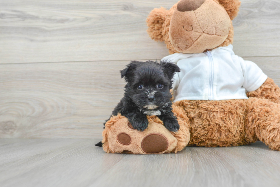 Funny Morkie Designer Pup