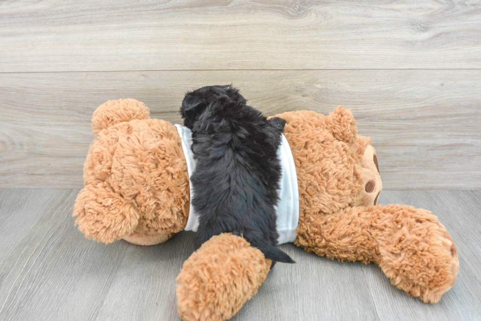 Hypoallergenic Yorkie Designer Puppy