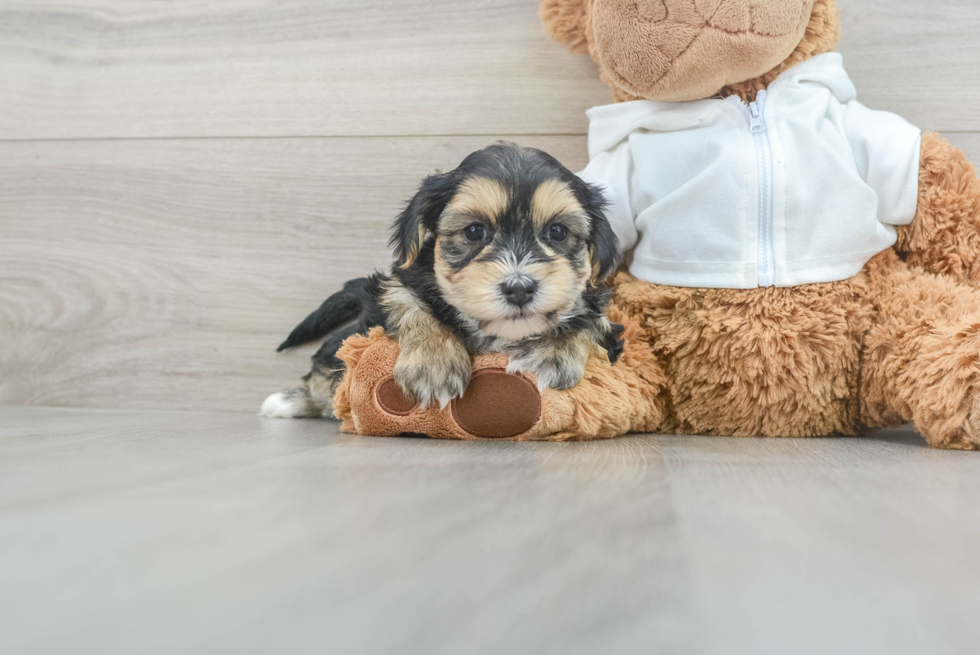 Morkie Pup Being Cute