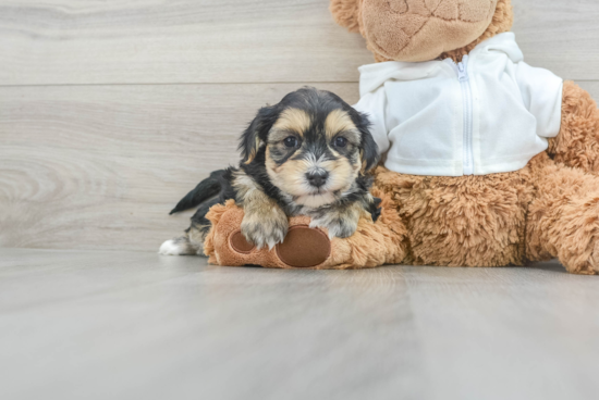 Morkie Pup Being Cute