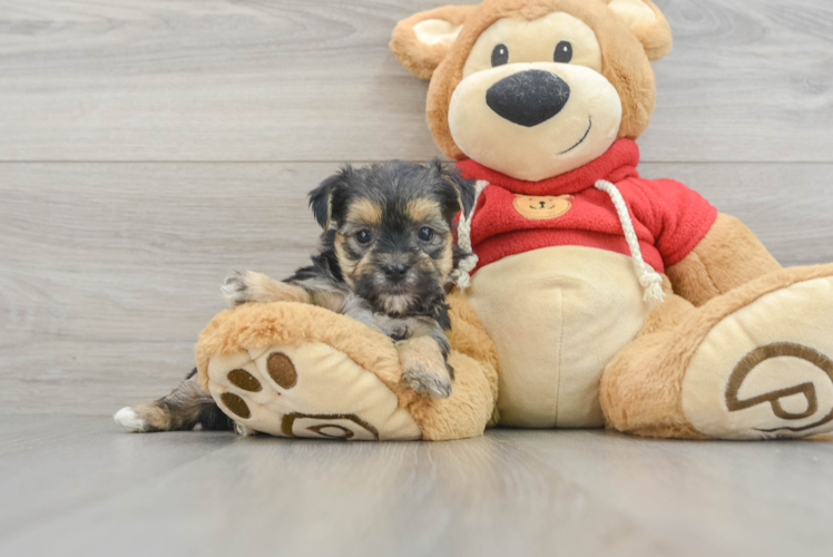 Morkie Pup Being Cute