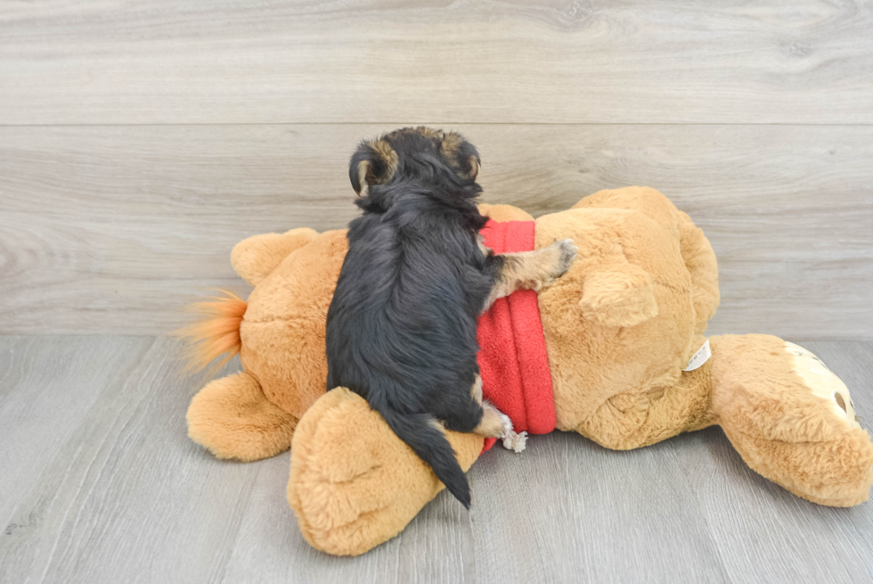 Morkie Puppy for Adoption