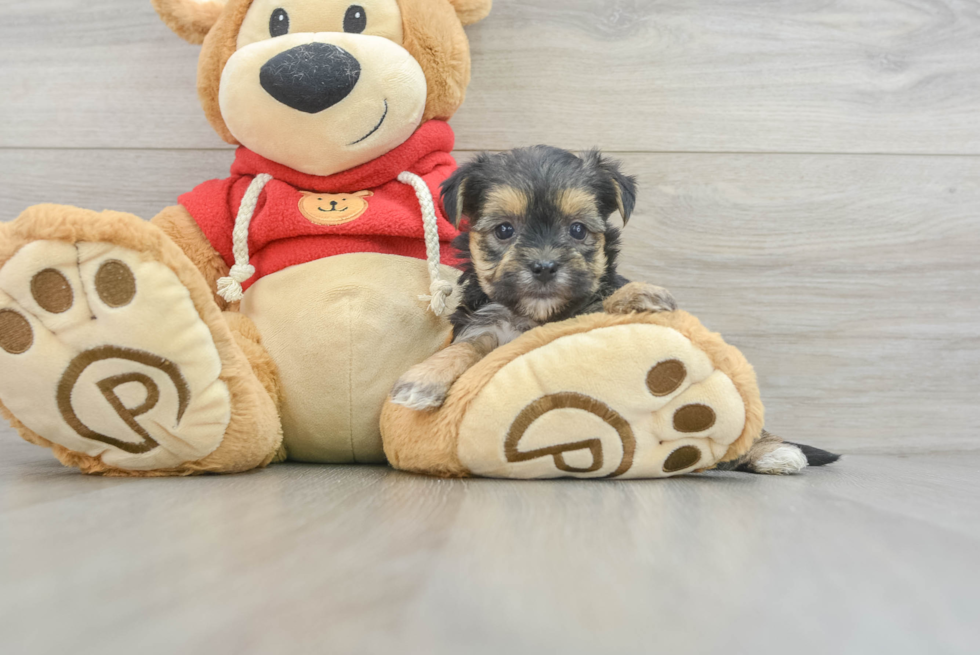 Morkie Puppy for Adoption