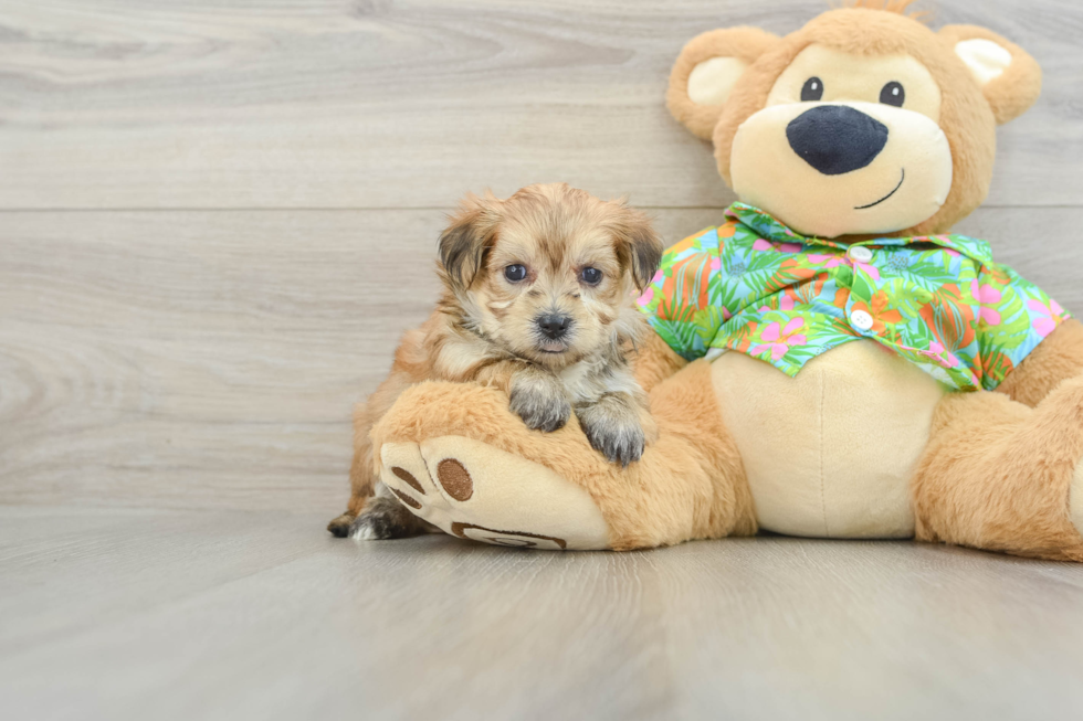 Morkie Puppy for Adoption