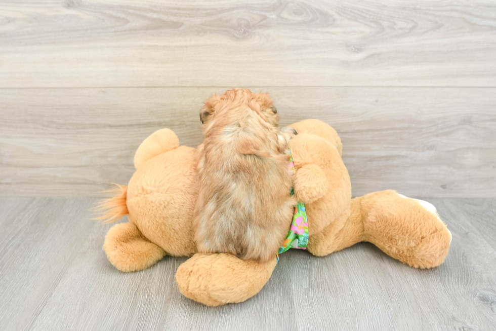 Morkie Puppy for Adoption