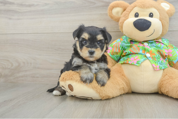 Little Yorktese Designer Puppy