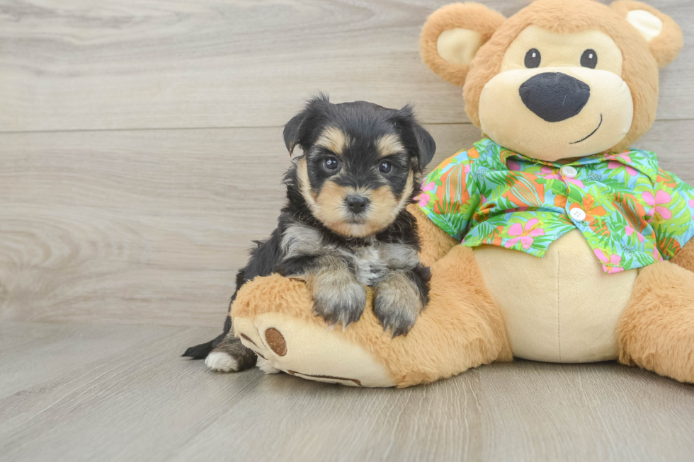 Little Yorktese Designer Puppy