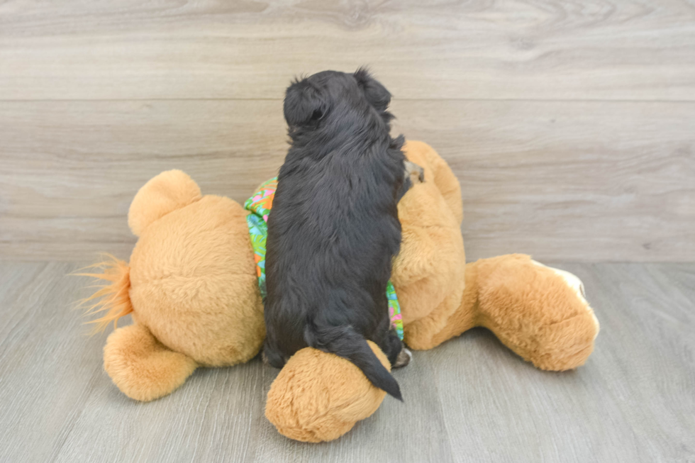 Morkie Pup Being Cute
