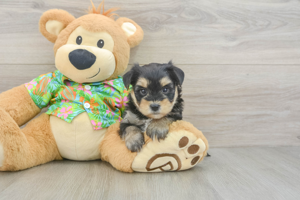 Morkie Puppy for Adoption