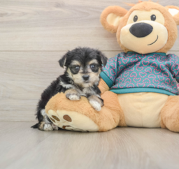7 week old Morkie Puppy For Sale - Premier Pups