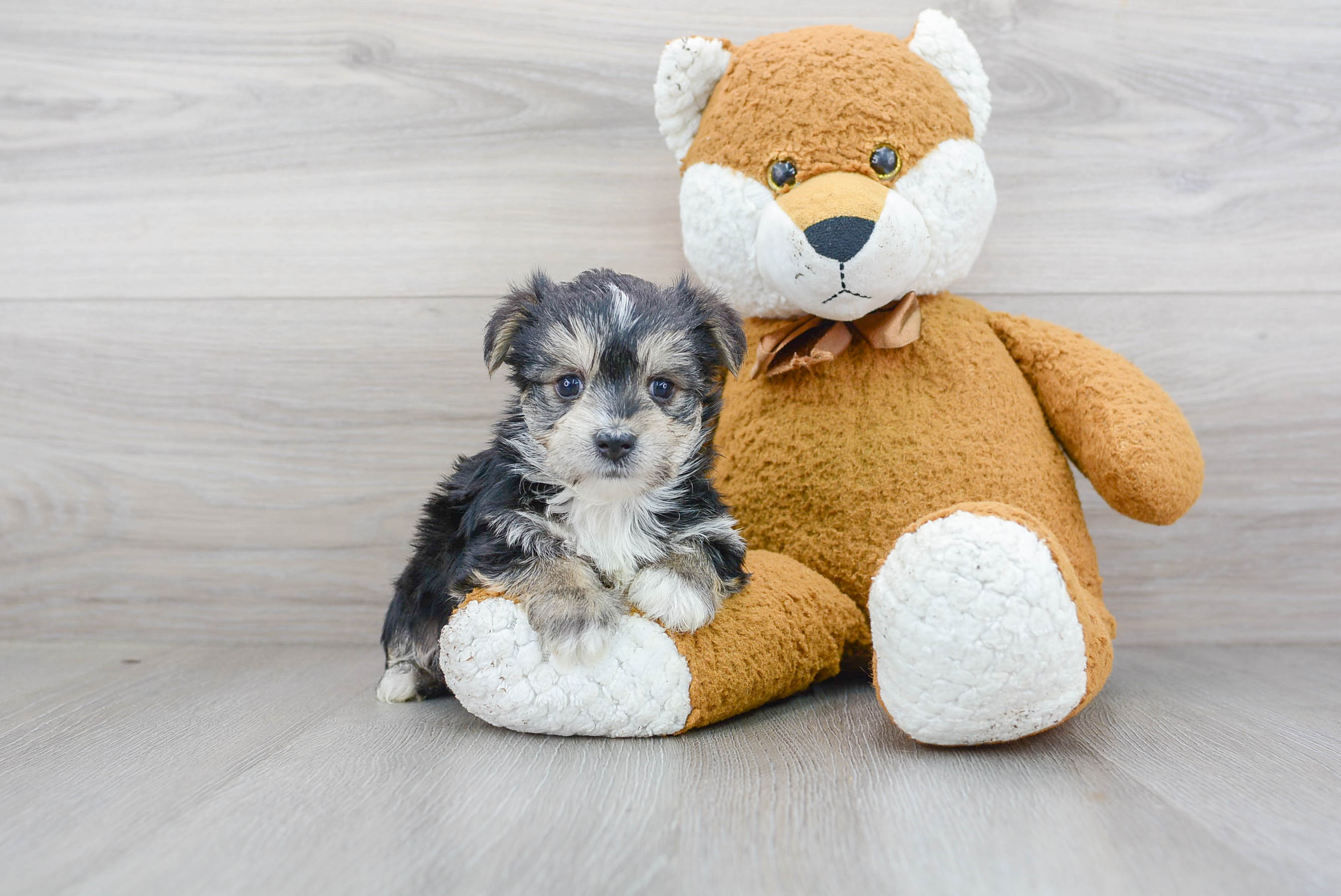 Energetic Yorkie Designer Puppy
