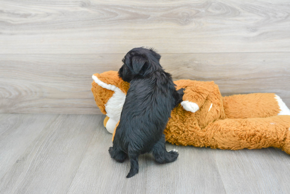 Morkie Pup Being Cute