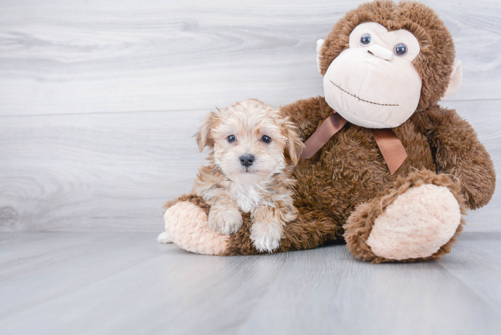 Morkie Pup Being Cute