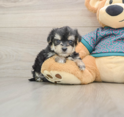 8 week old Morkie Puppy For Sale - Premier Pups