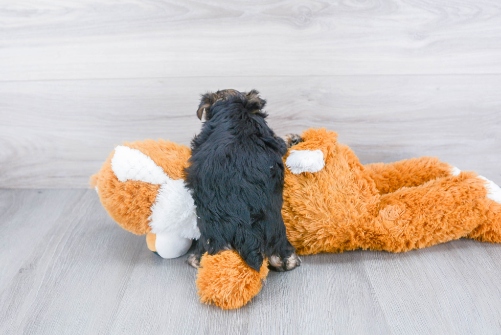 Morkie Pup Being Cute