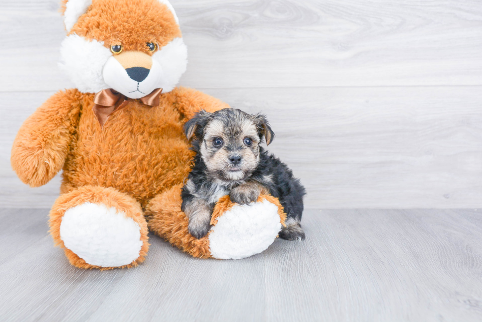 Small Morkie Baby