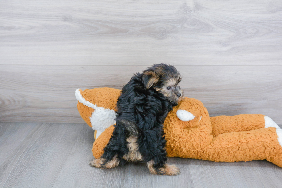 Morkie Puppy for Adoption