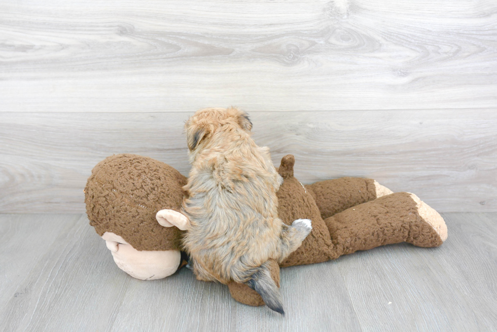 Morkie Puppy for Adoption