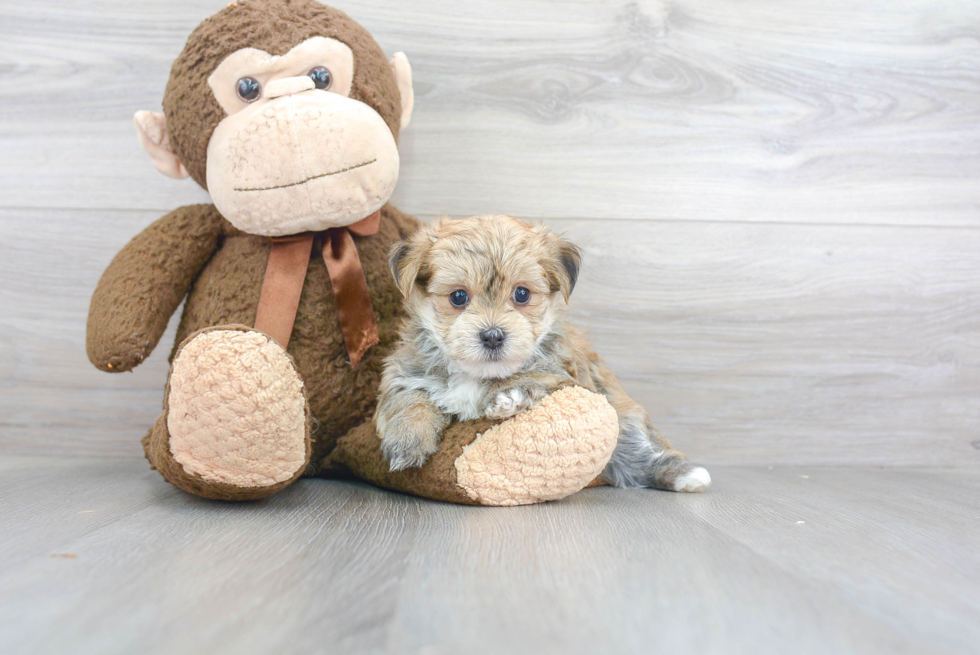 Morkie Pup Being Cute