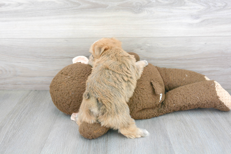 Fluffy Morkie Designer Pup