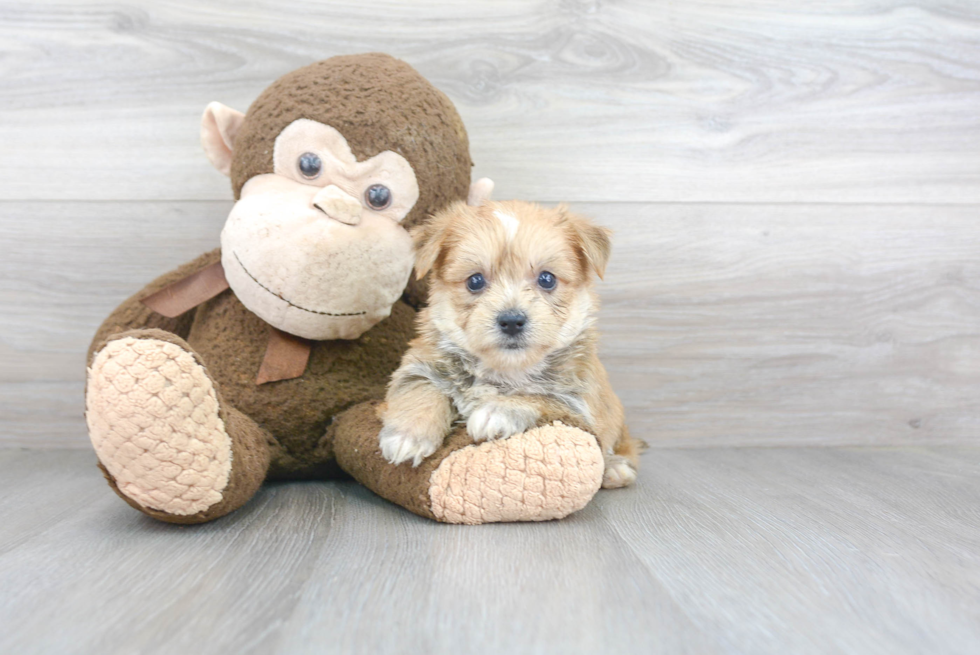 Morkie Pup Being Cute