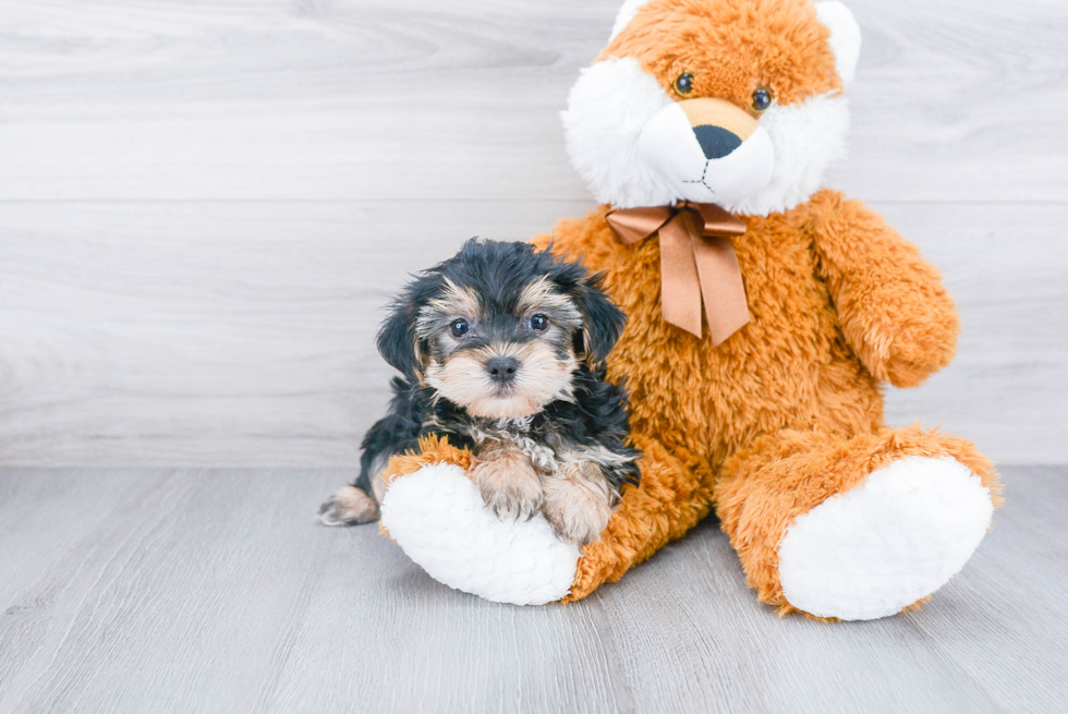 Funny Morkie Designer Pup