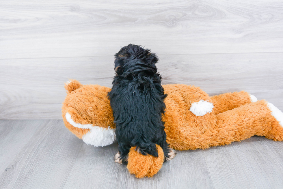 Morkie Puppy for Adoption