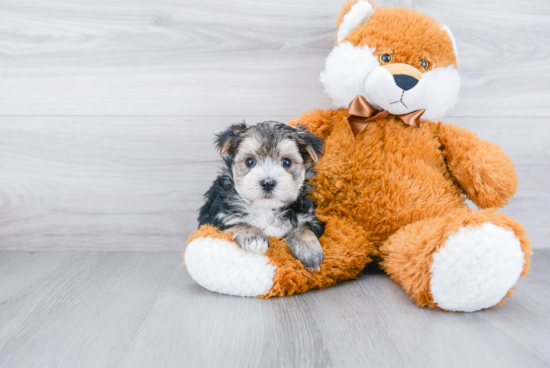 Morkie Puppy for Adoption