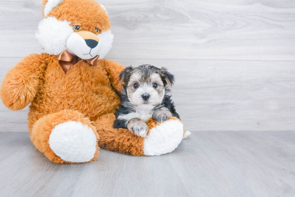 Little Yorkie Designer Puppy