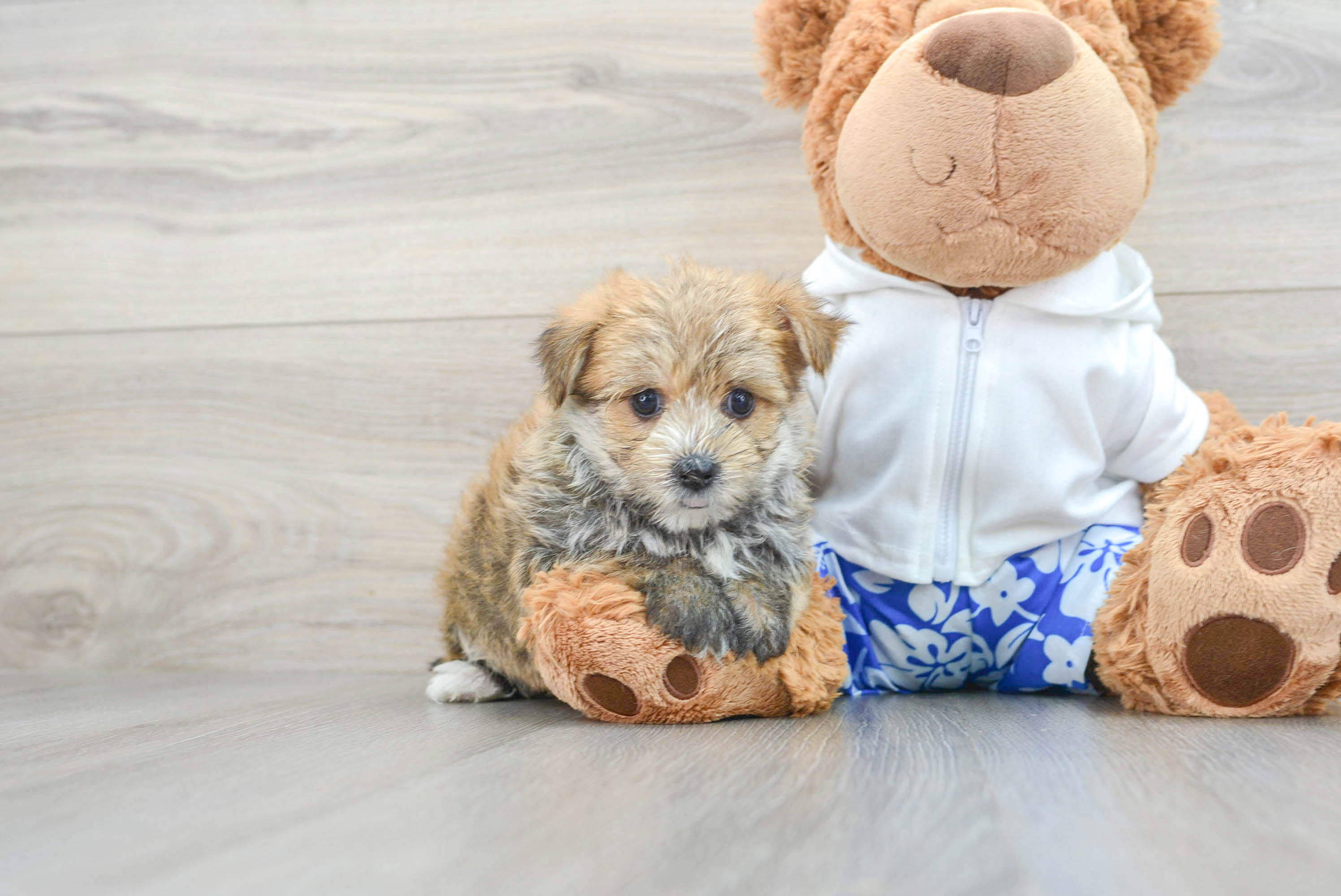 Sweet Morkie Baby