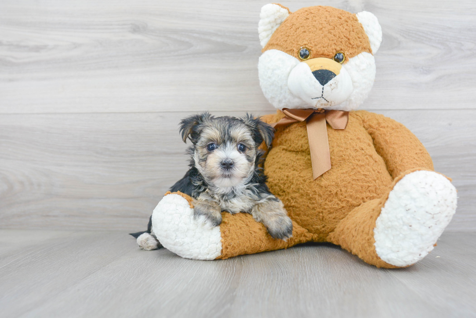 Morkie Puppy for Adoption