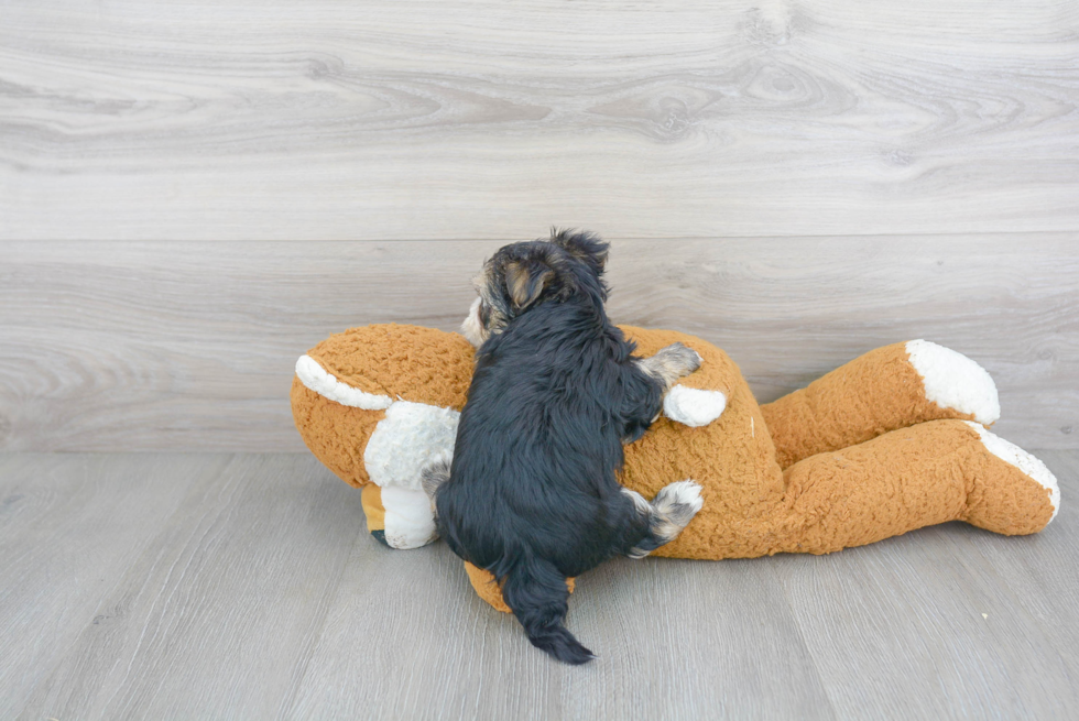 Adorable Yorkie Designer Puppy