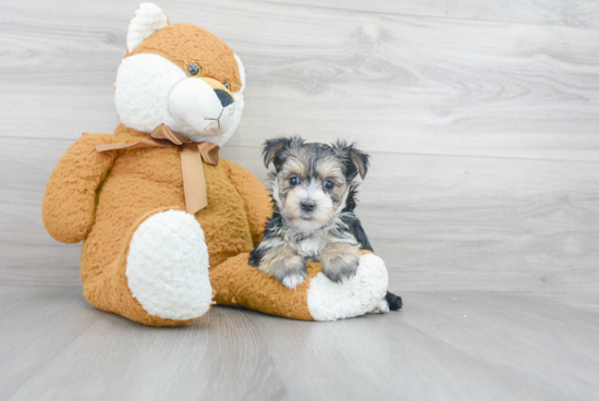 Morkie Pup Being Cute