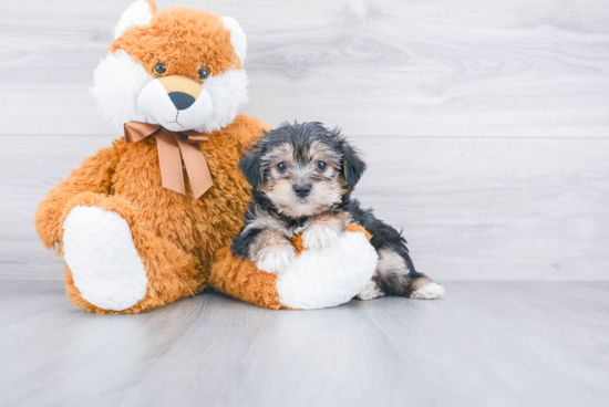 Cute Morkie Baby