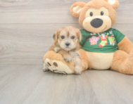 7 week old Morkie Puppy For Sale - Premier Pups