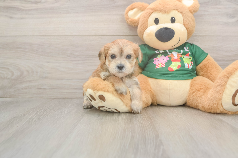 7 week old Morkie Puppy For Sale - Premier Pups