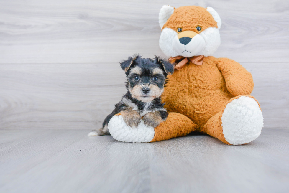 Fluffy Morkie Designer Pup