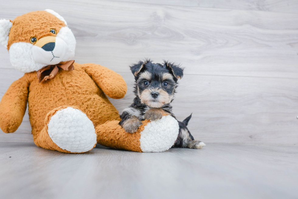 Morkie Pup Being Cute