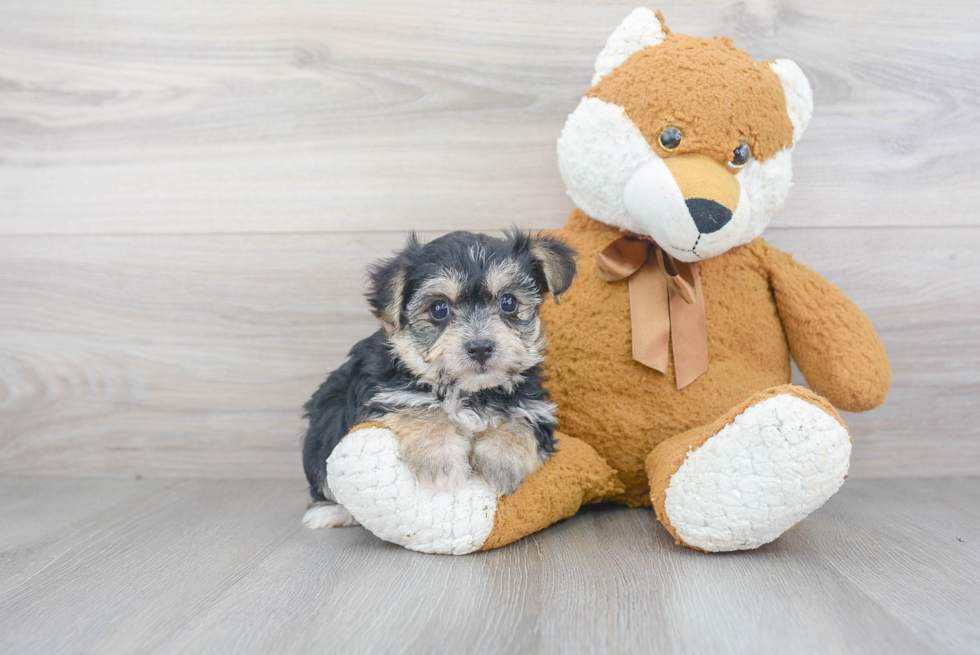 Small Morkie Baby