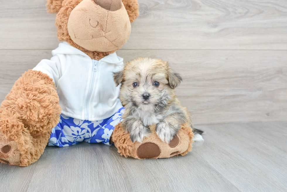 Playful Yorkie Designer Puppy