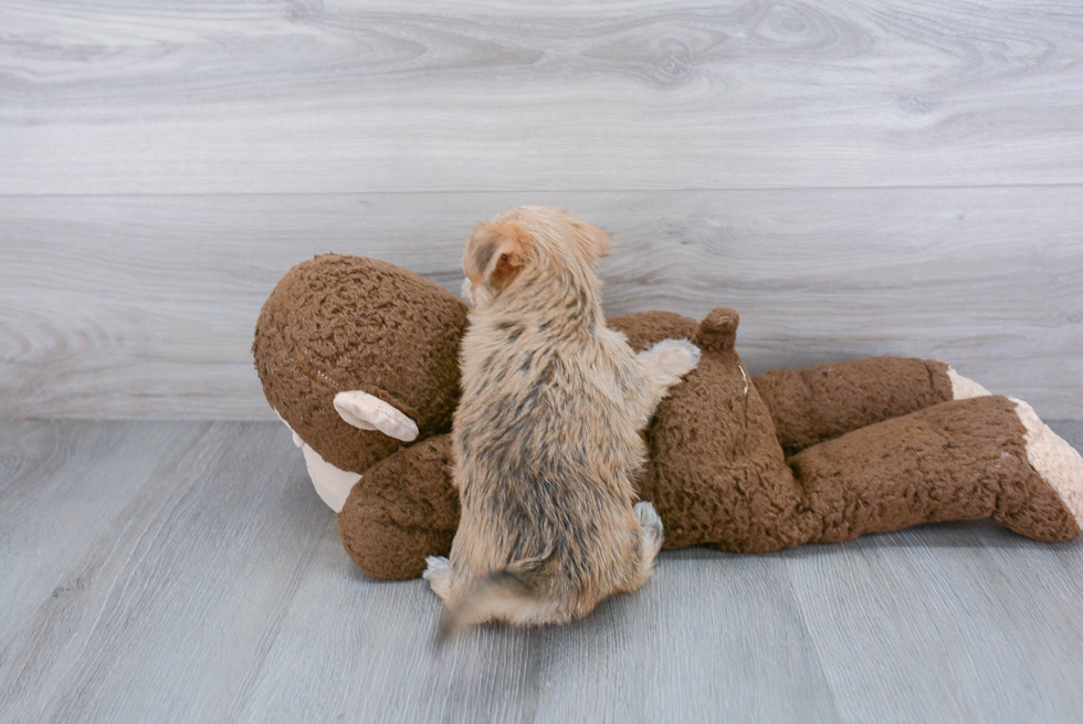 Morkie Pup Being Cute