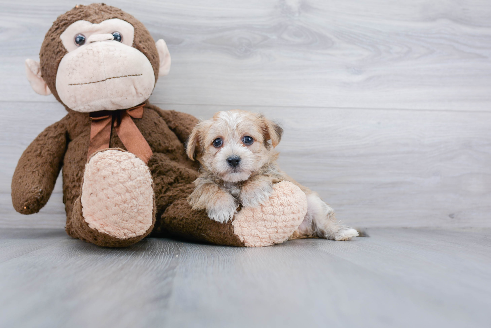 Small Morkie Baby