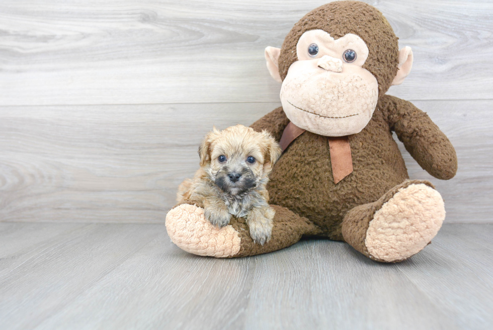 Best Morkie Baby