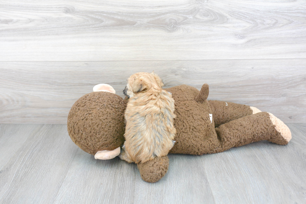 Hypoallergenic Yorkie Designer Puppy