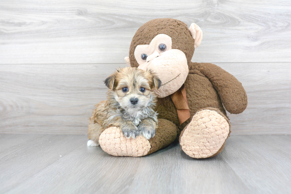Hypoallergenic Yorkie Designer Puppy