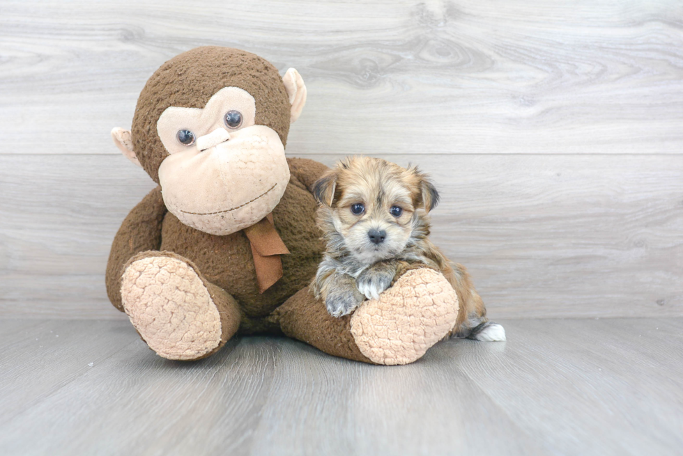 Hypoallergenic Yorkie Designer Puppy