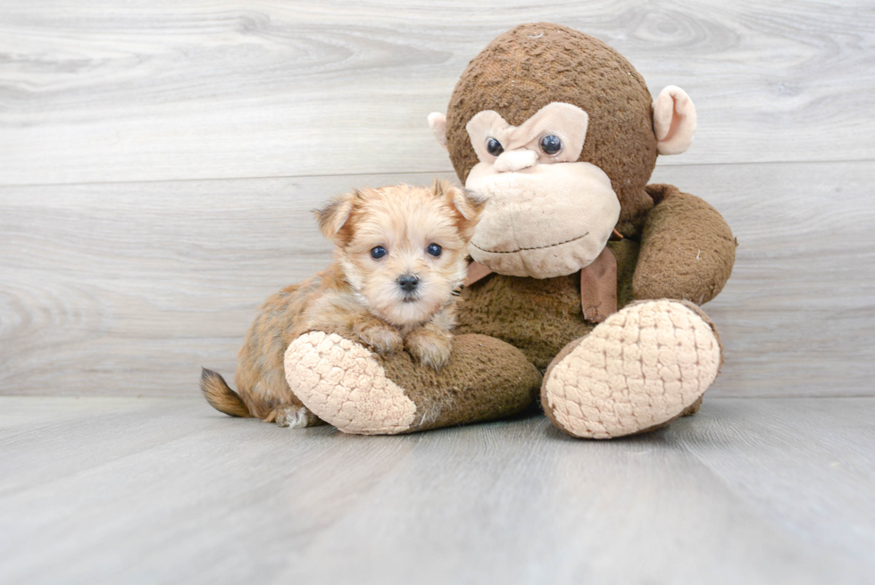 Popular Morkie Designer Pup