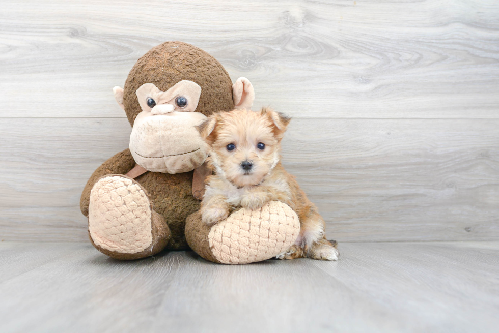 Best Morkie Baby